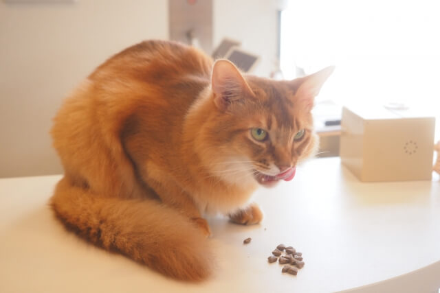猫　種類　毛が抜けない