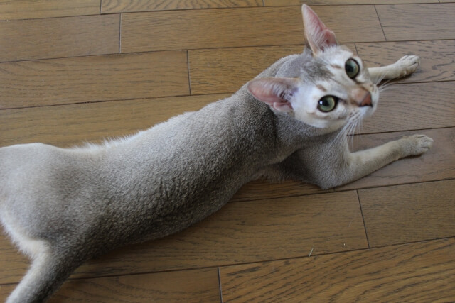 猫　種類　毛が抜けない